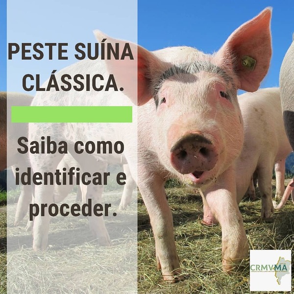 nota peste suína (1)