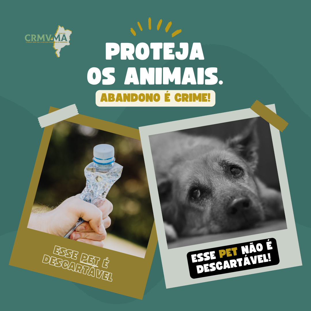 Adoção responsável é um ato de amor