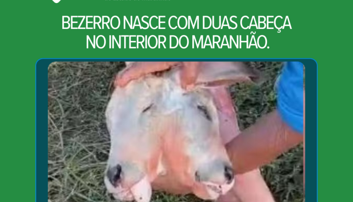 bezerro com anomalia