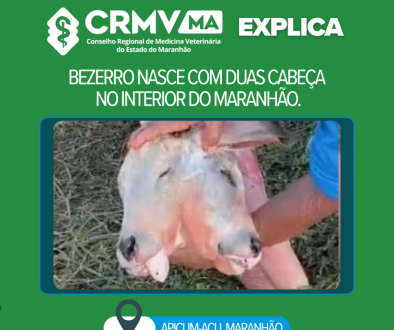 bezerro com anomalia