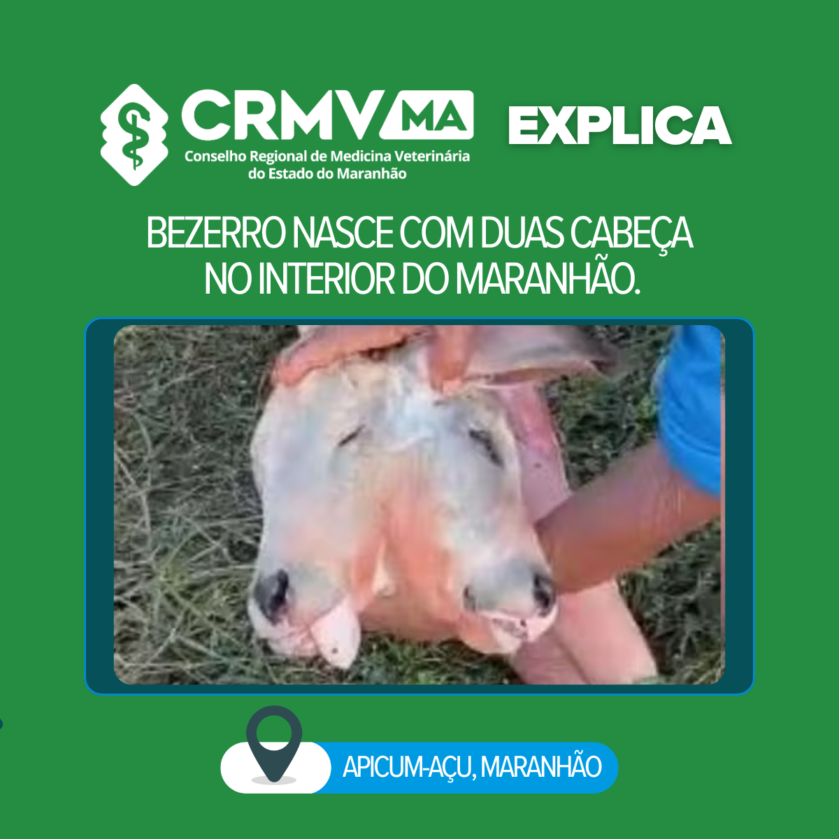 bezerro com anomalia