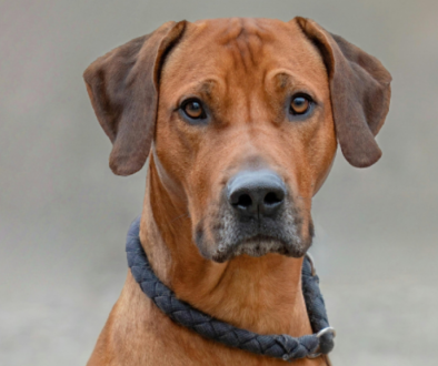 LAYOUT - CAPA (SITE)