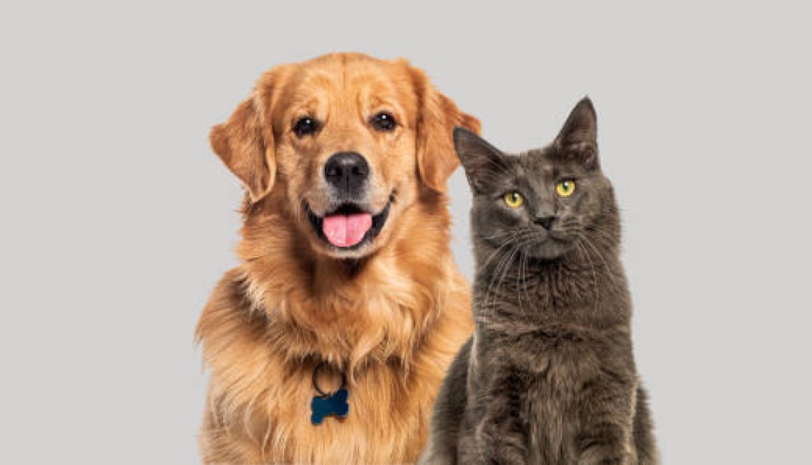 estatuto_cão&gato