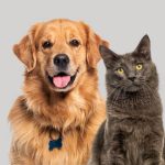 estatuto_cão&gato