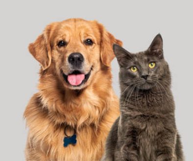estatuto_cão&gato