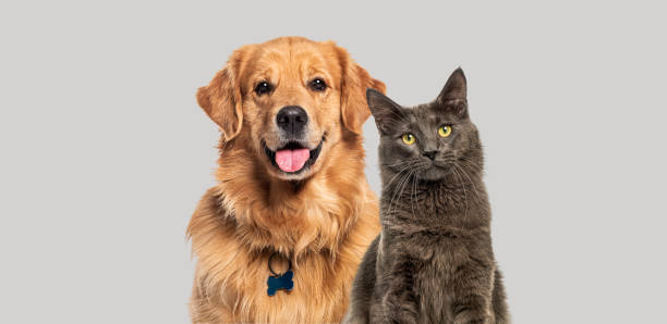 estatuto_cão&gato
