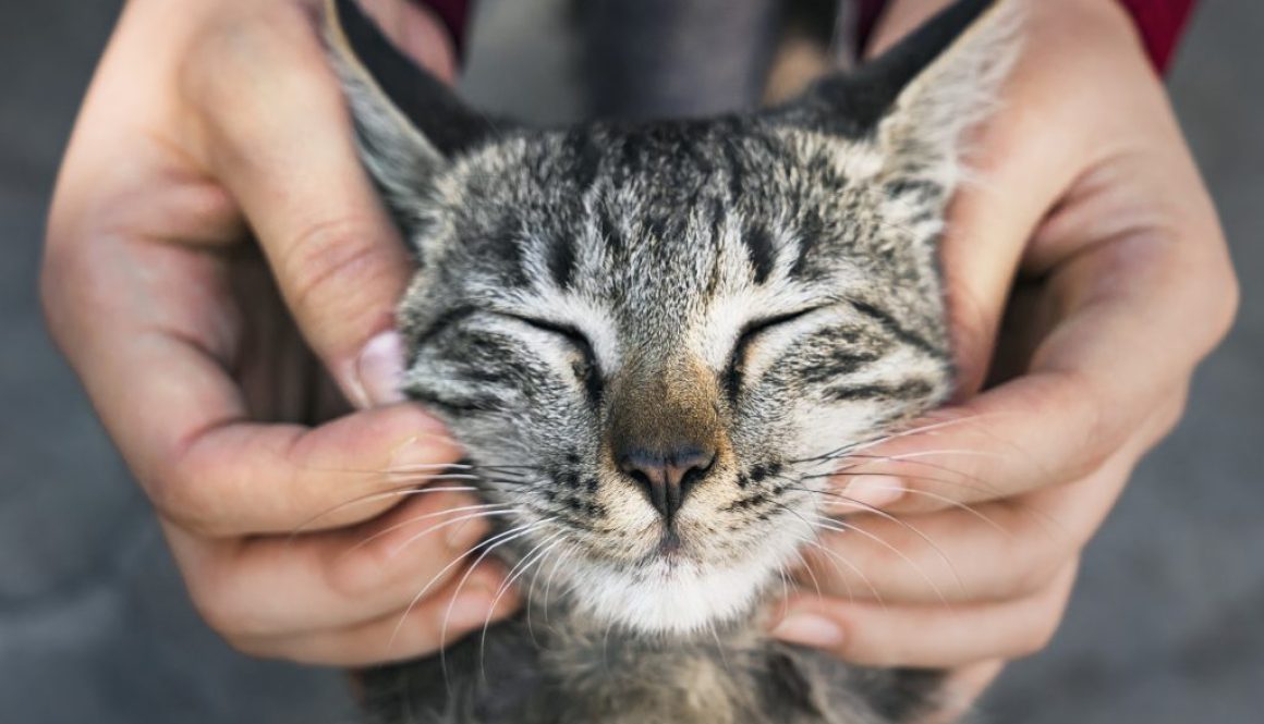 Woman playing with a stray cat