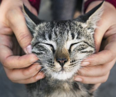 Woman playing with a stray cat