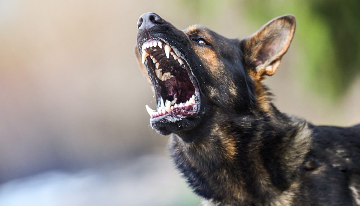 raiva-canina