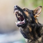 raiva-canina